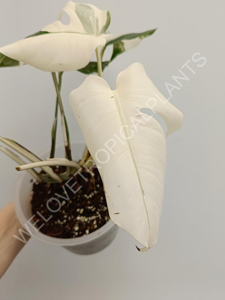 Monstera variegata albo extra white