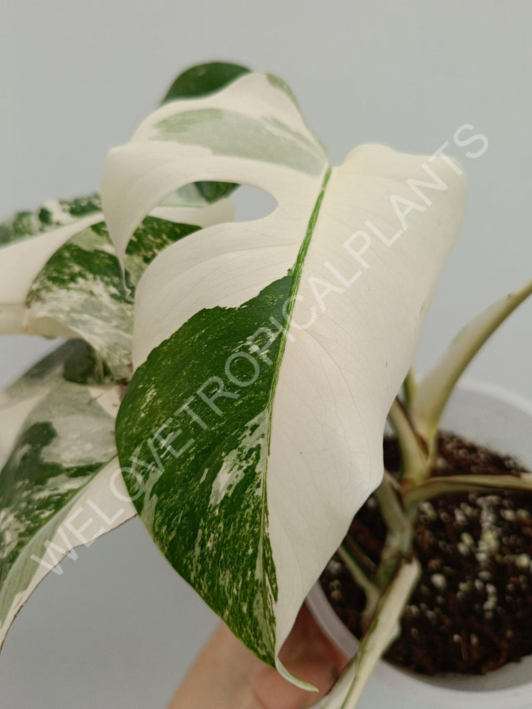 Monstera variegata albo extra white