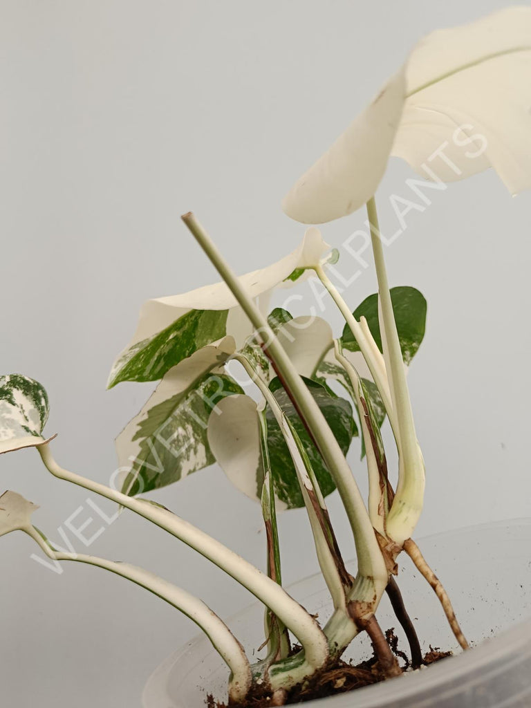 Monstera variegata albo extra white