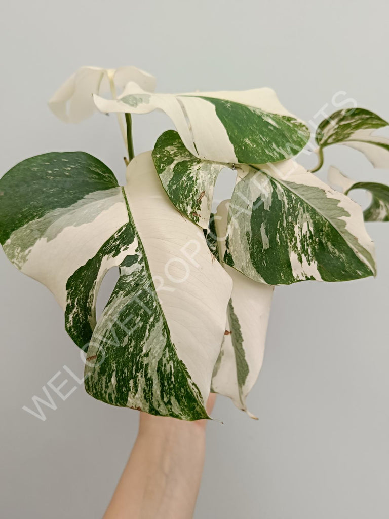 Monstera variegata albo extra white