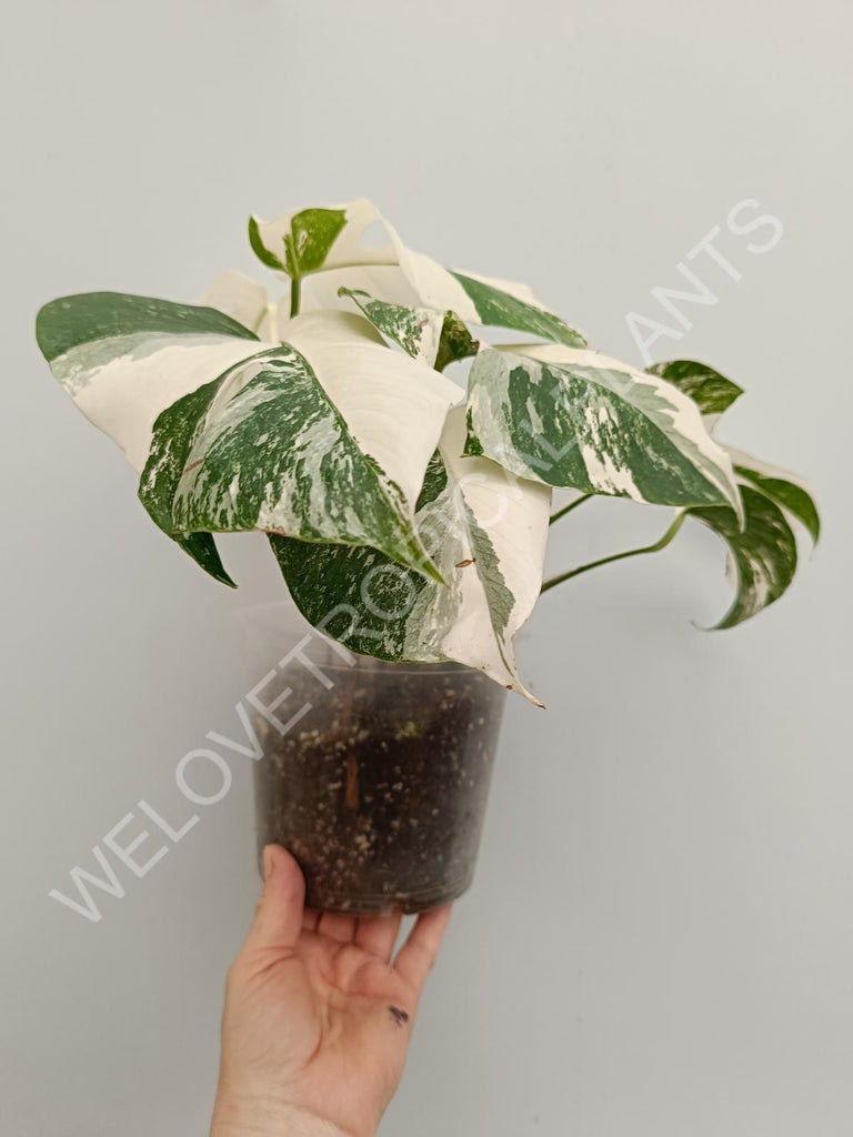 Monstera variegata albo extra white