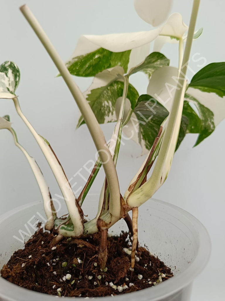 Monstera variegata albo extra white