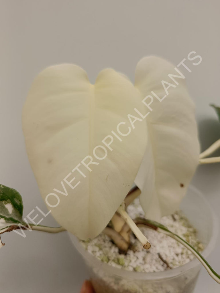 Monstera deliciosa variegata albo extra white