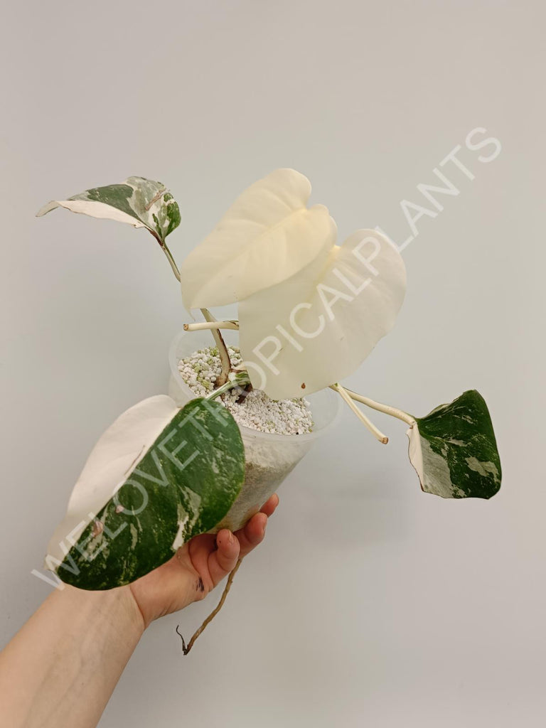 Monstera deliciosa variegata albo extra white