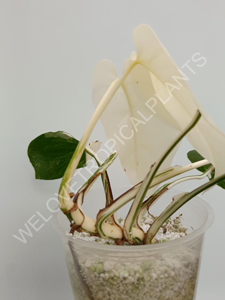 Monstera deliciosa variegata albo extra white