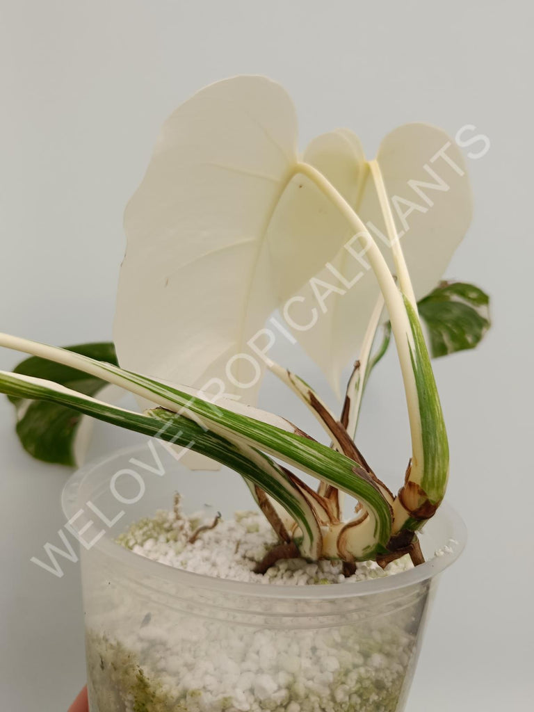 Monstera deliciosa variegata albo extra white