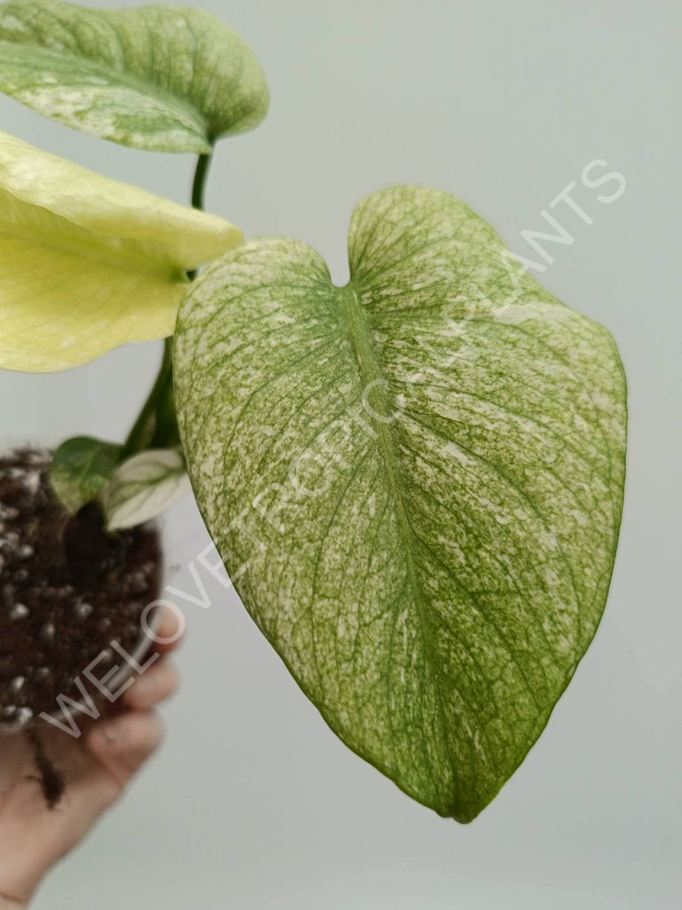 Monstera deliciosa variegata albo