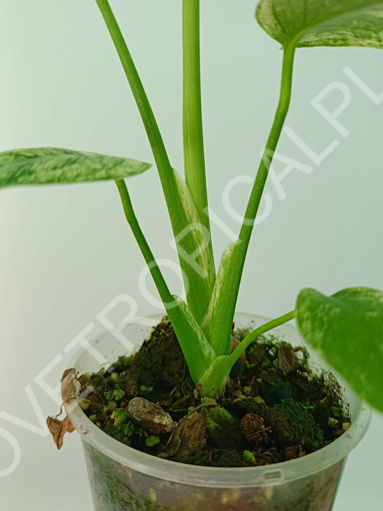 Monstera variegata mint