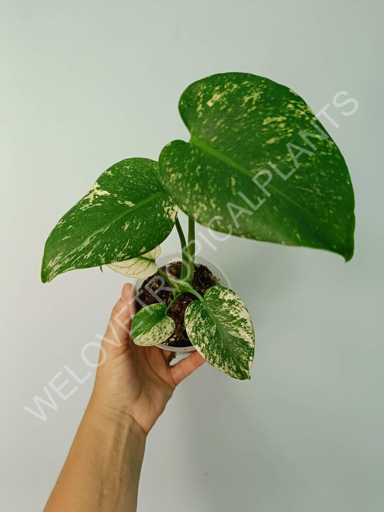 Monstera variegata mint