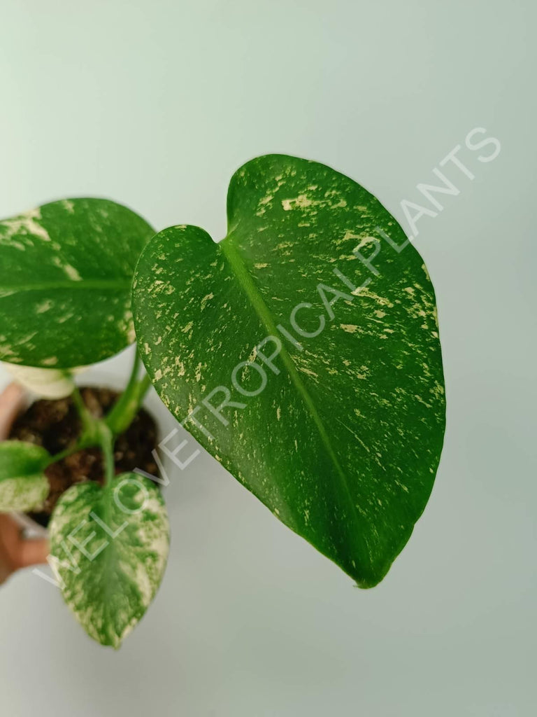 Monstera variegata mint