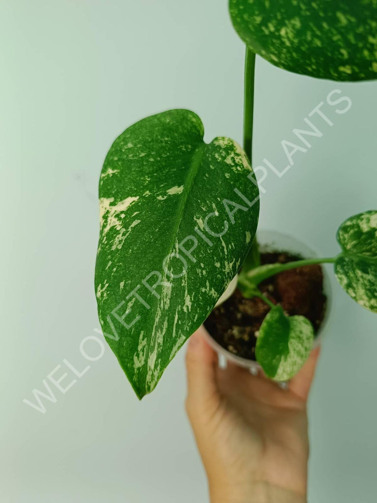 Monstera variegata mint