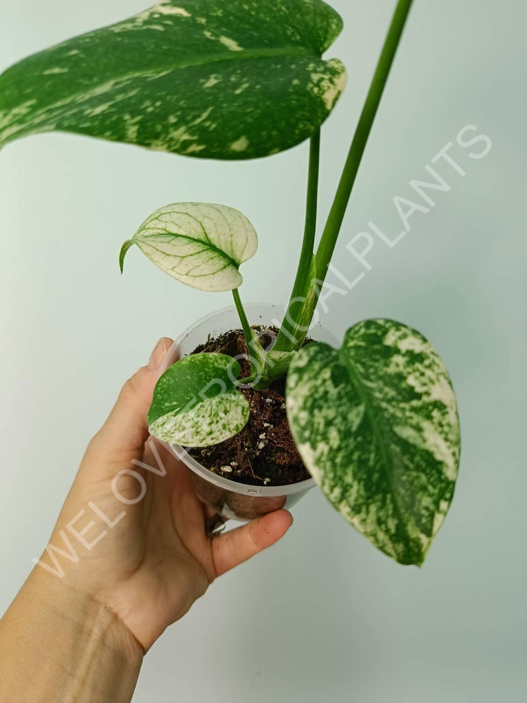 Monstera variegata mint