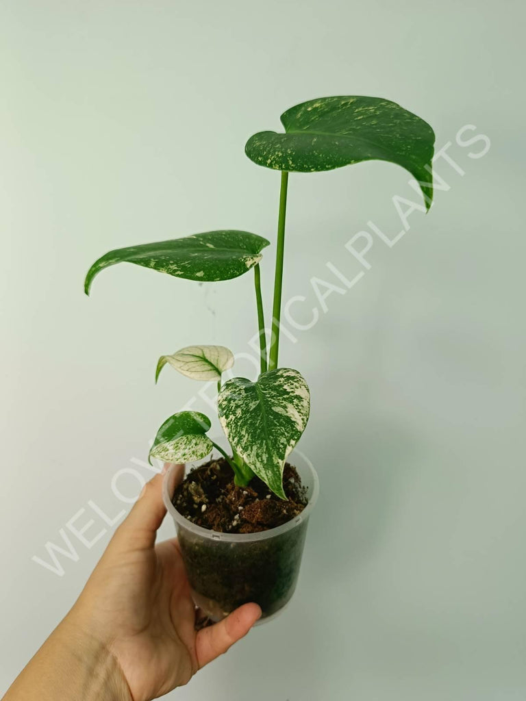 Monstera variegata mint