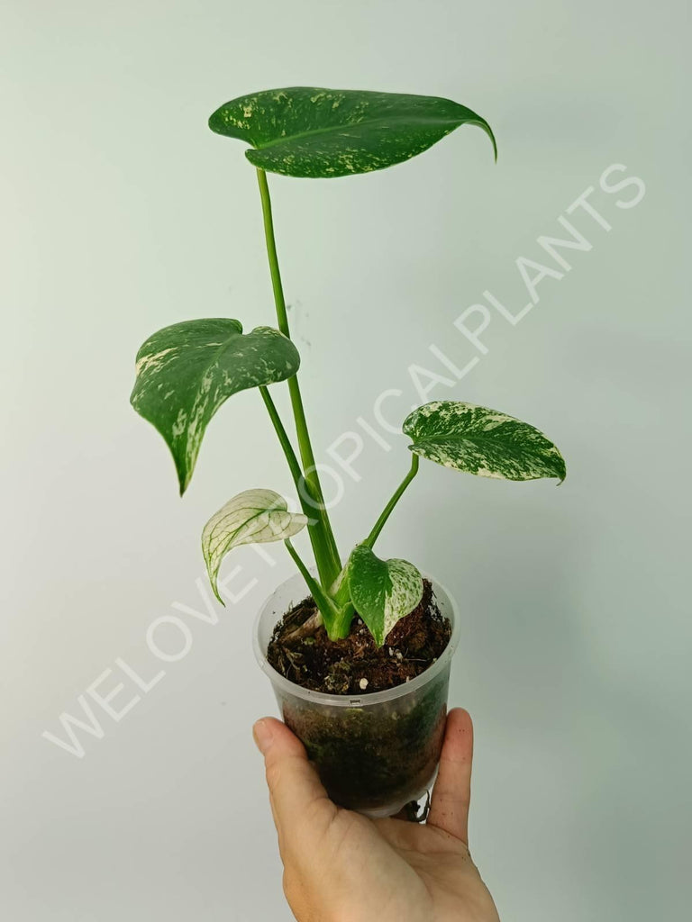 Monstera variegata mint