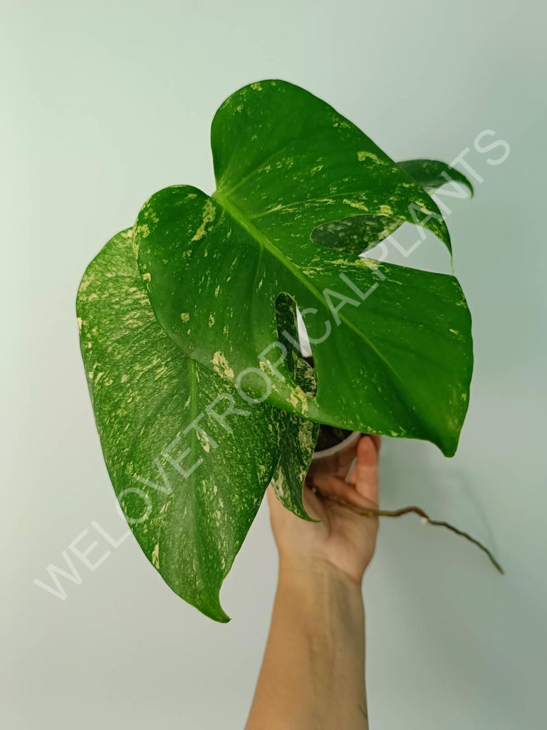 Monstera variegata mint