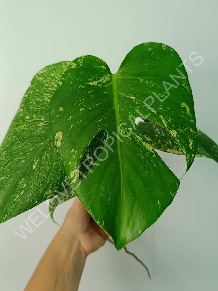 Monstera variegata mint