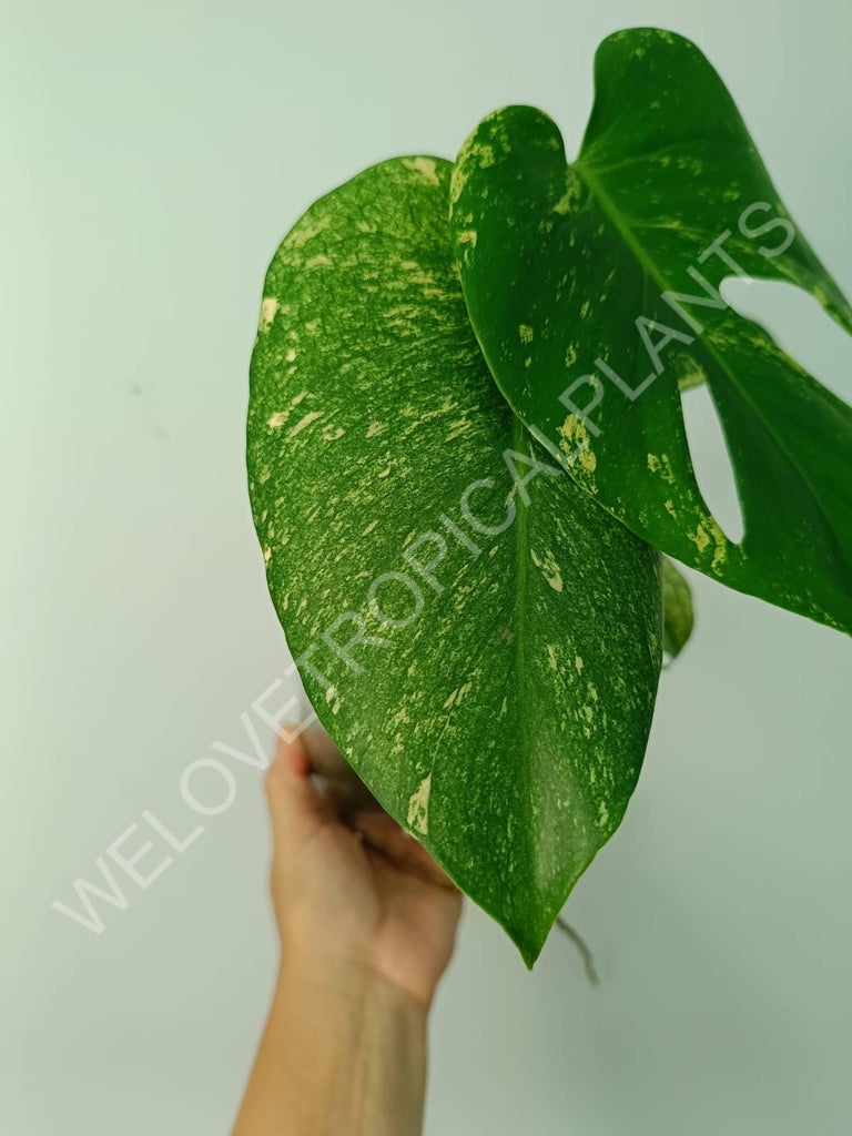 Monstera variegata mint