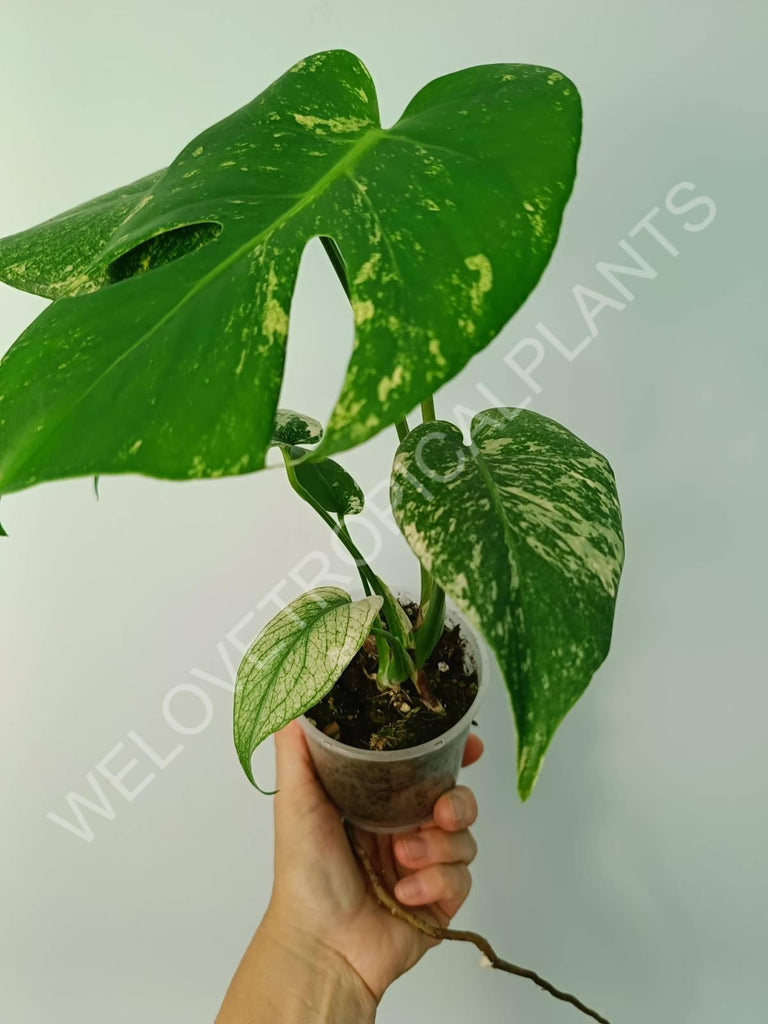 Monstera variegata mint