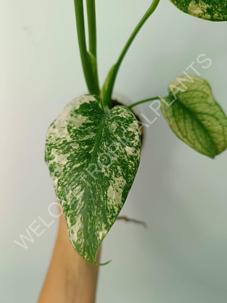 Monstera variegata mint