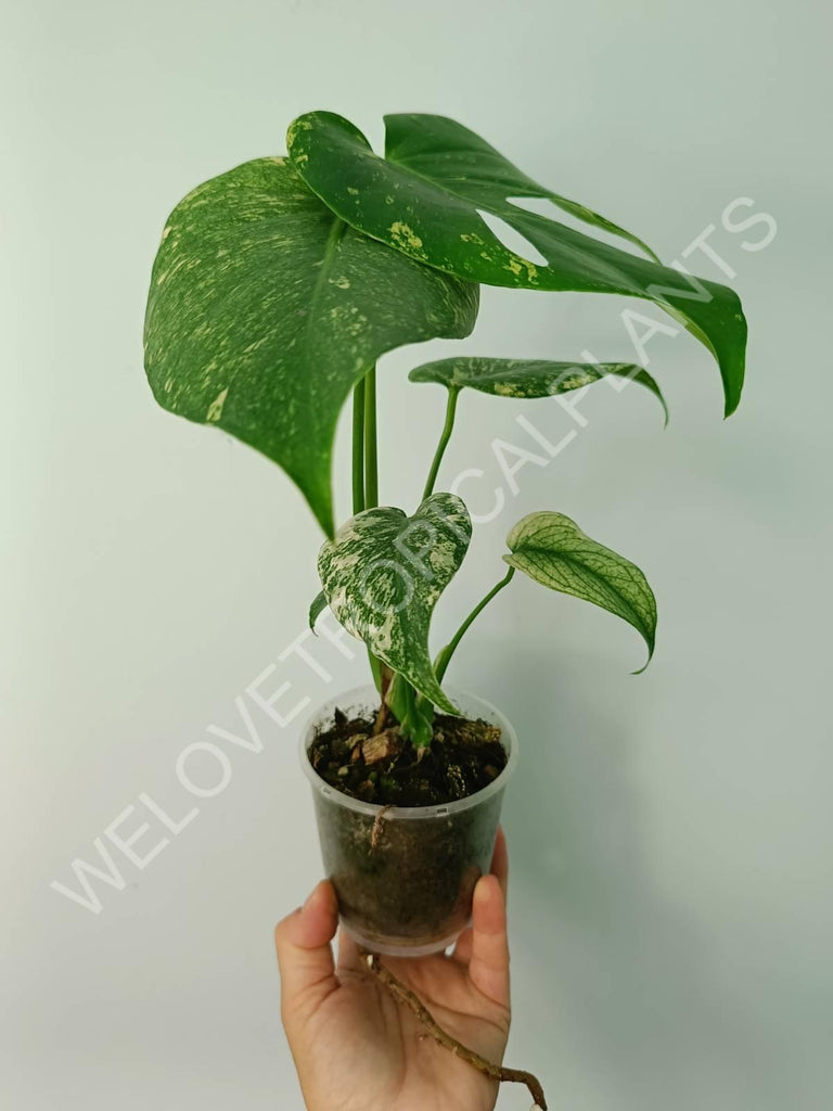 Monstera variegata mint