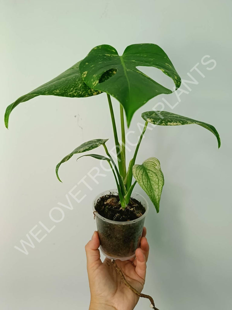 Monstera variegata mint