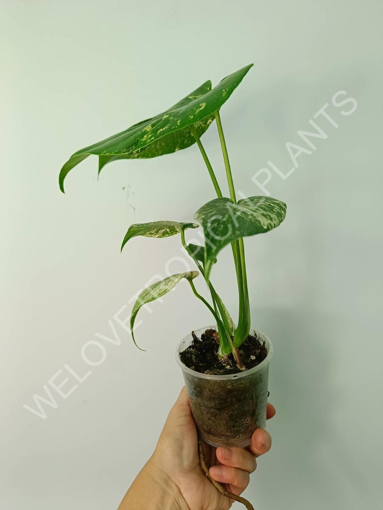 Monstera variegata mint