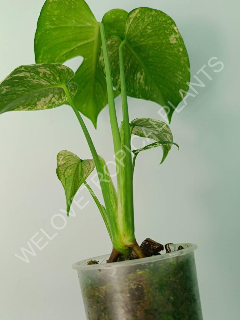 Monstera variegata mint