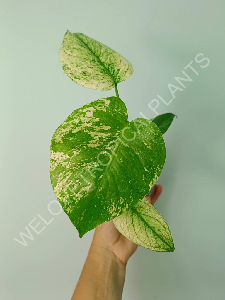 Monstera variegata mint