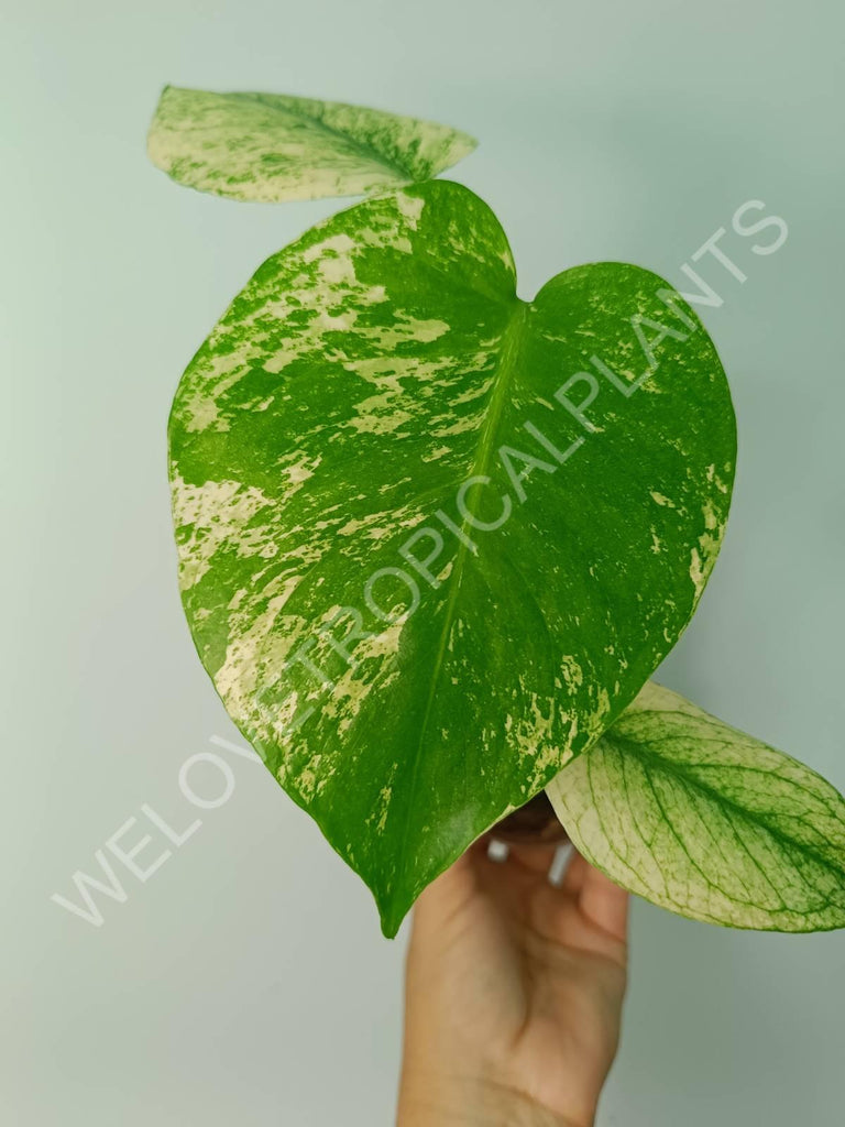 Monstera variegata mint