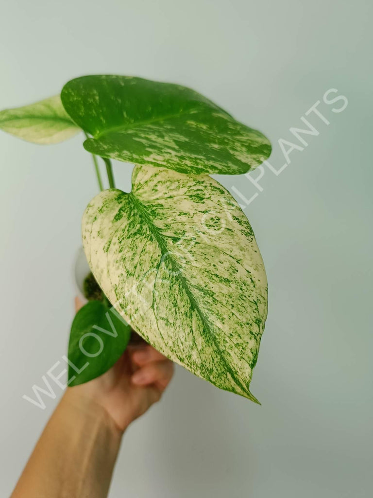 Monstera variegata mint