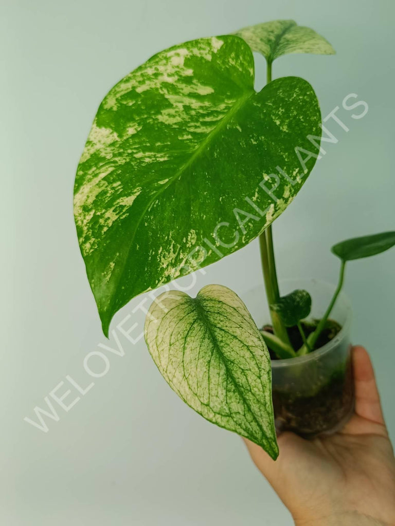 Monstera variegata mint