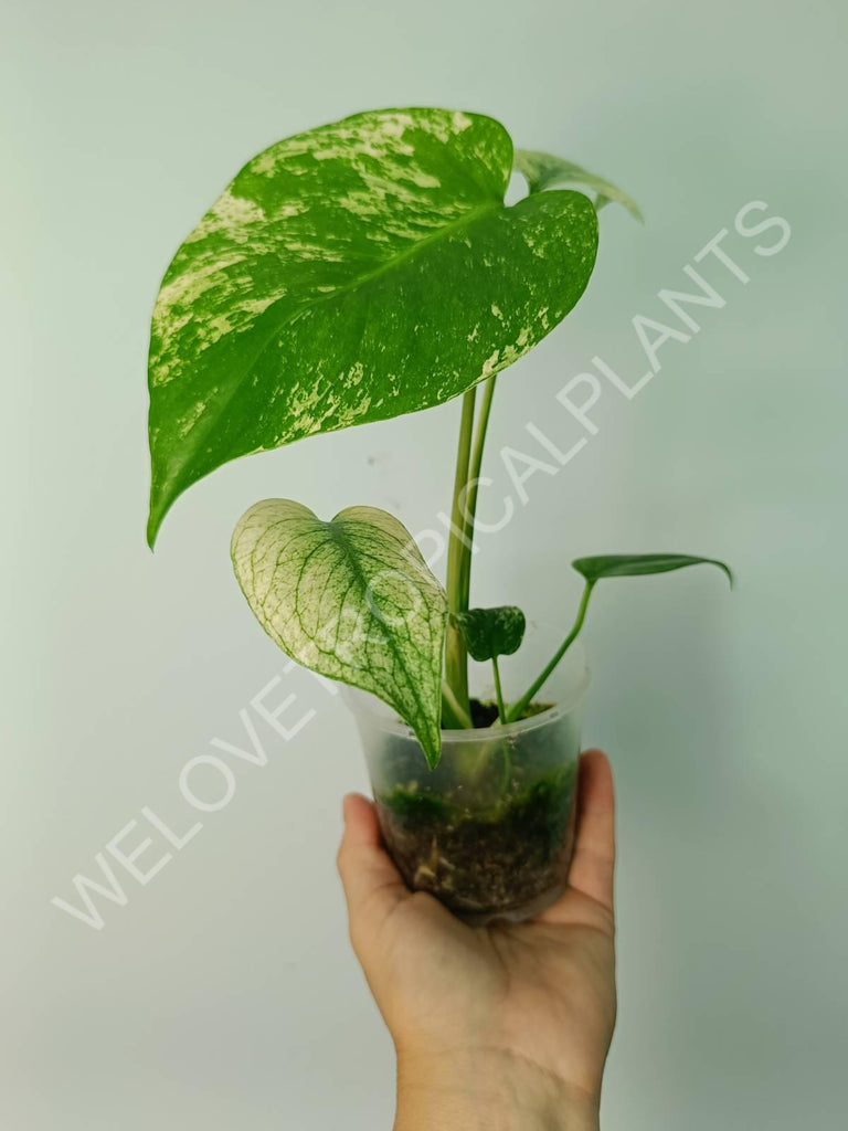 Monstera variegata mint