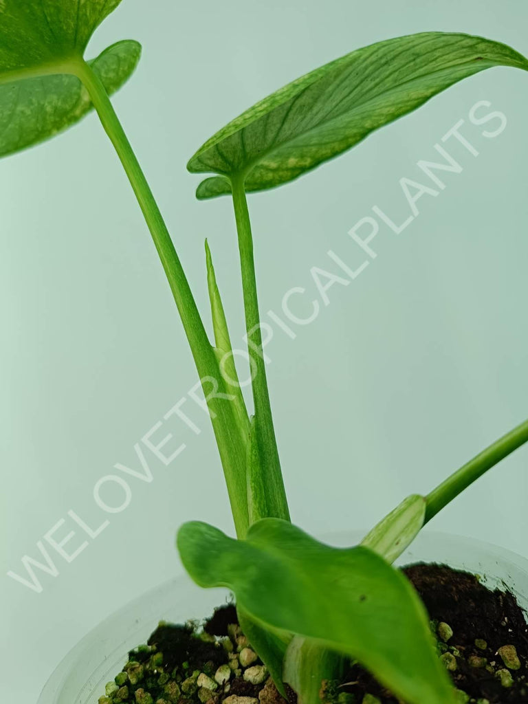 Monstera variegata mint