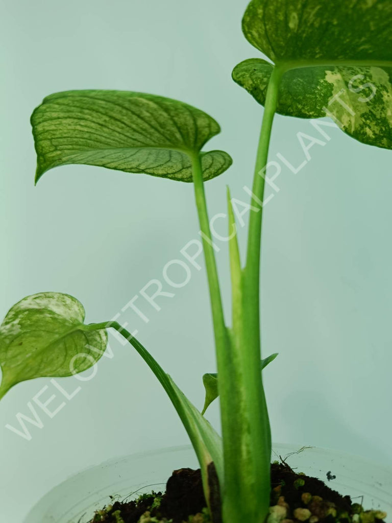 Monstera variegata mint