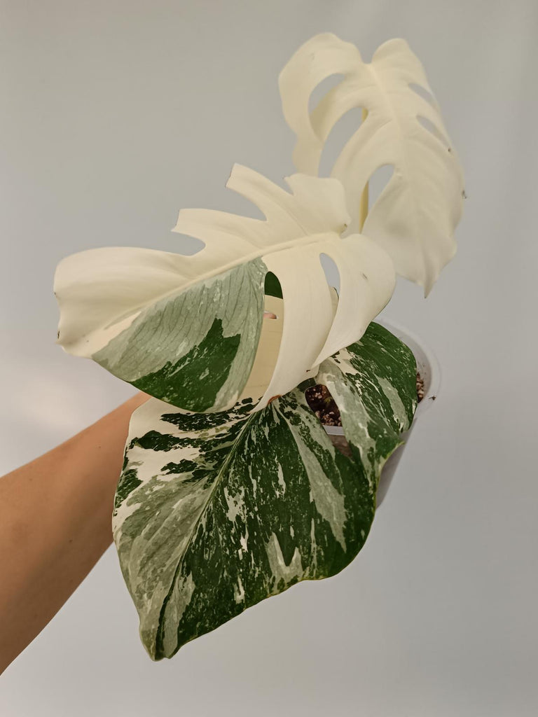 Monstera deliciosa variegata albo extra white