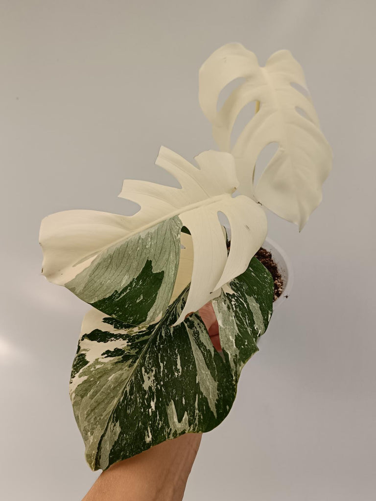 Monstera deliciosa variegata albo extra white