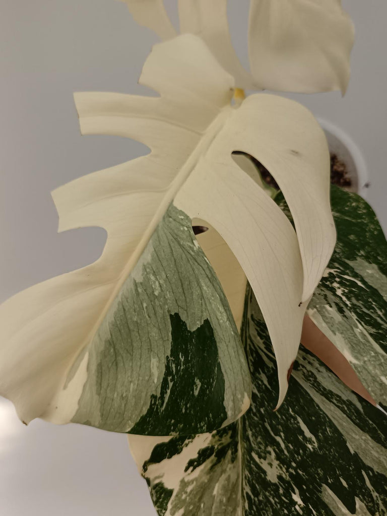 Monstera deliciosa variegata albo extra white