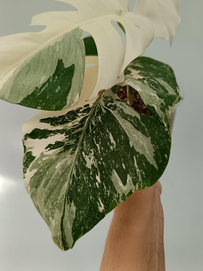 Monstera deliciosa variegata albo extra white