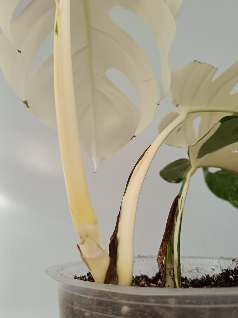 Monstera deliciosa variegata albo extra white