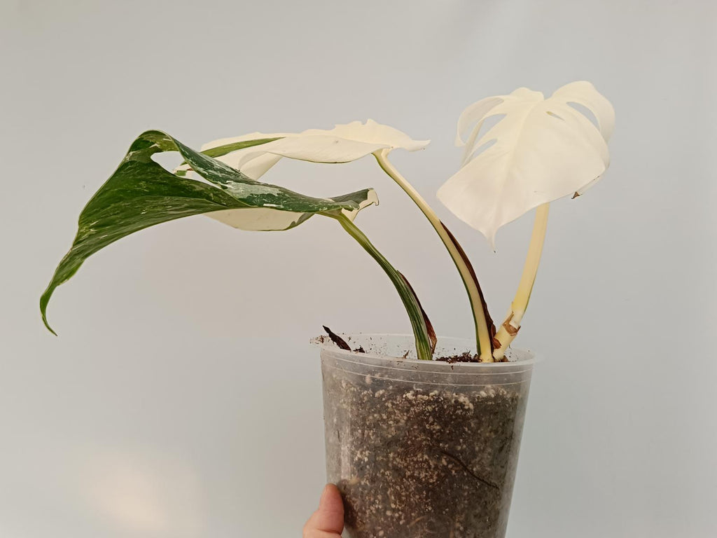 Monstera deliciosa variegata albo extra white