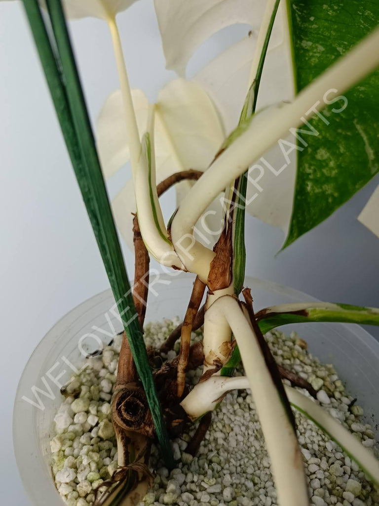 Monstera variegata albo extra white fullmoon