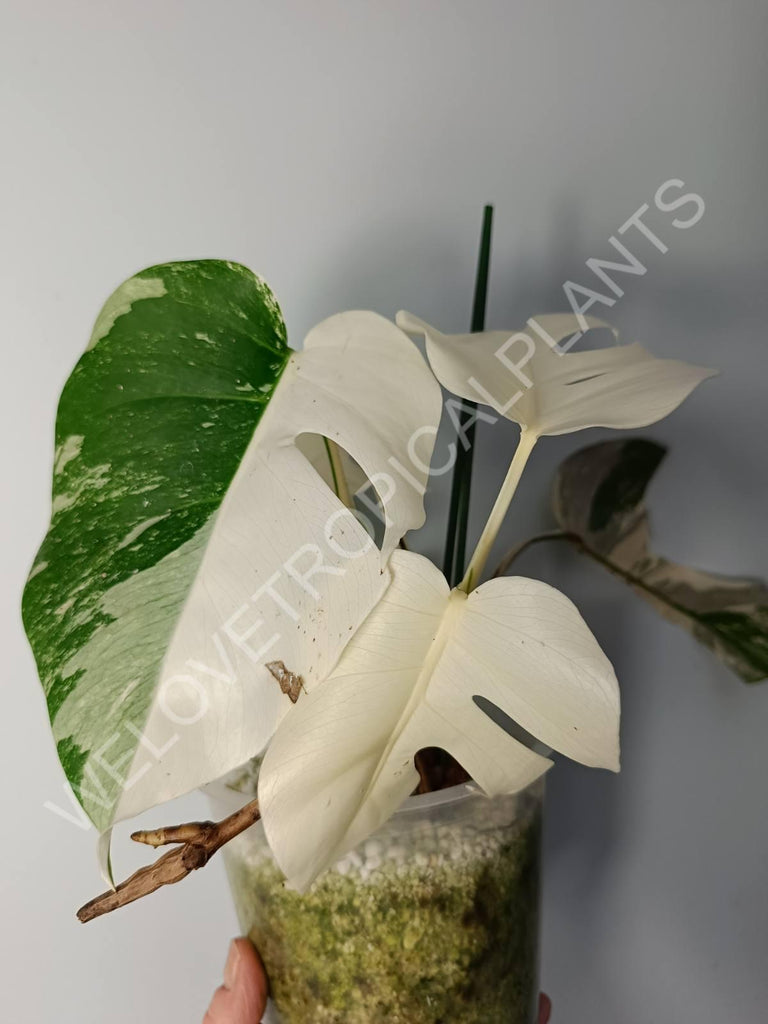 Monstera variegata albo extra white fullmoon