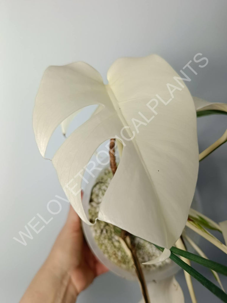 Monstera variegata albo extra white fullmoon