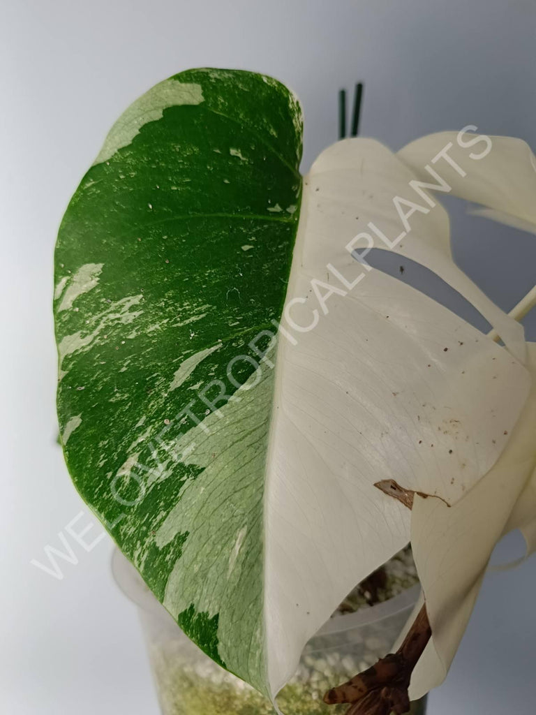 Monstera variegata albo extra white fullmoon