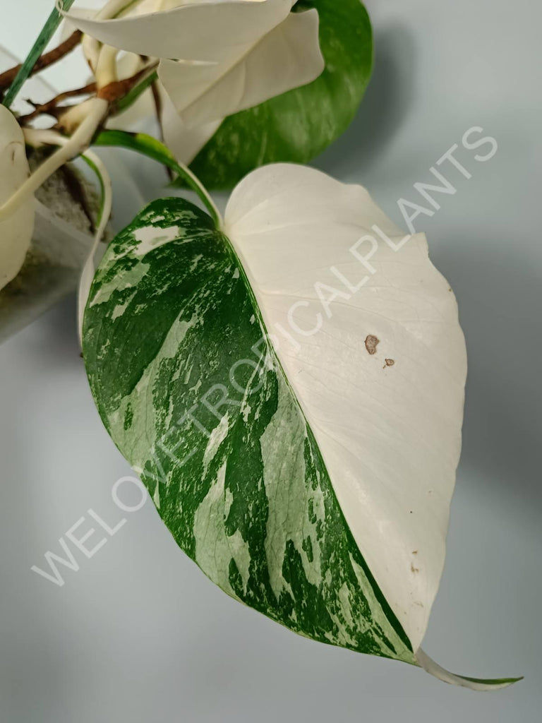 Monstera variegata albo extra white fullmoon