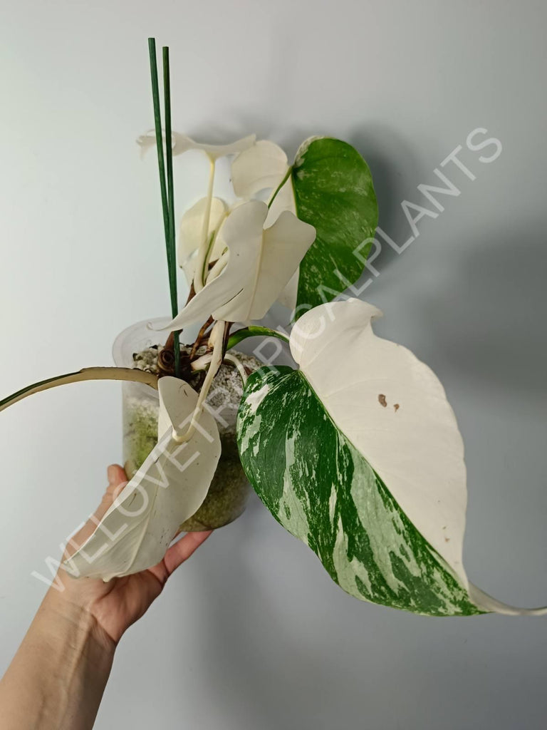 Monstera variegata albo extra white fullmoon