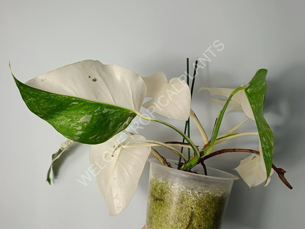 Monstera variegata albo extra white fullmoon