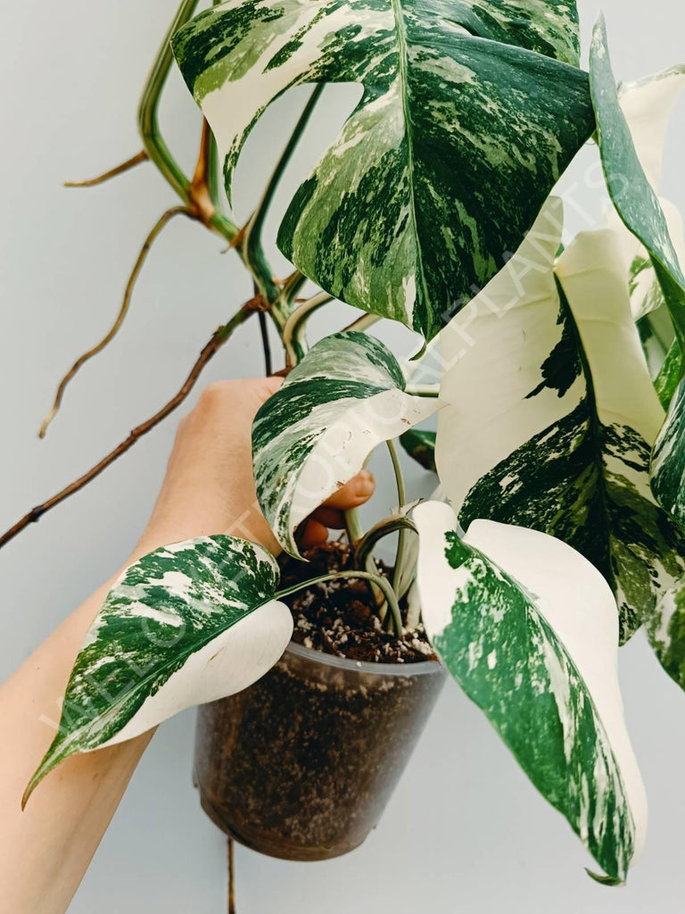 Monstera variegata albo