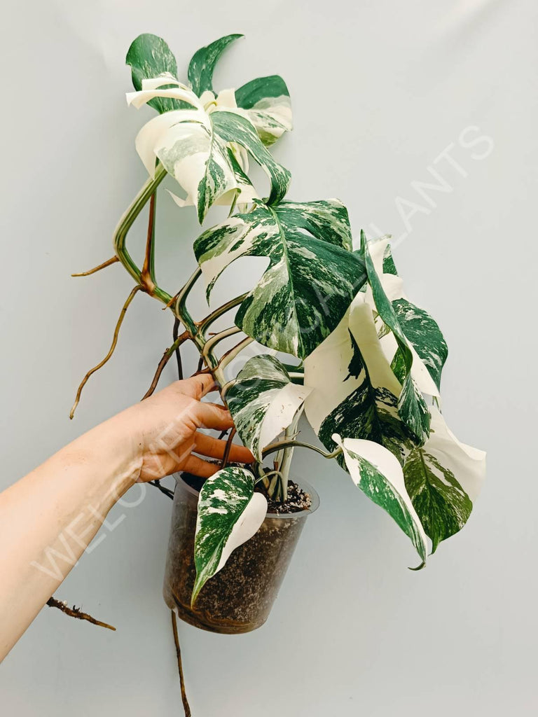 Monstera variegata albo