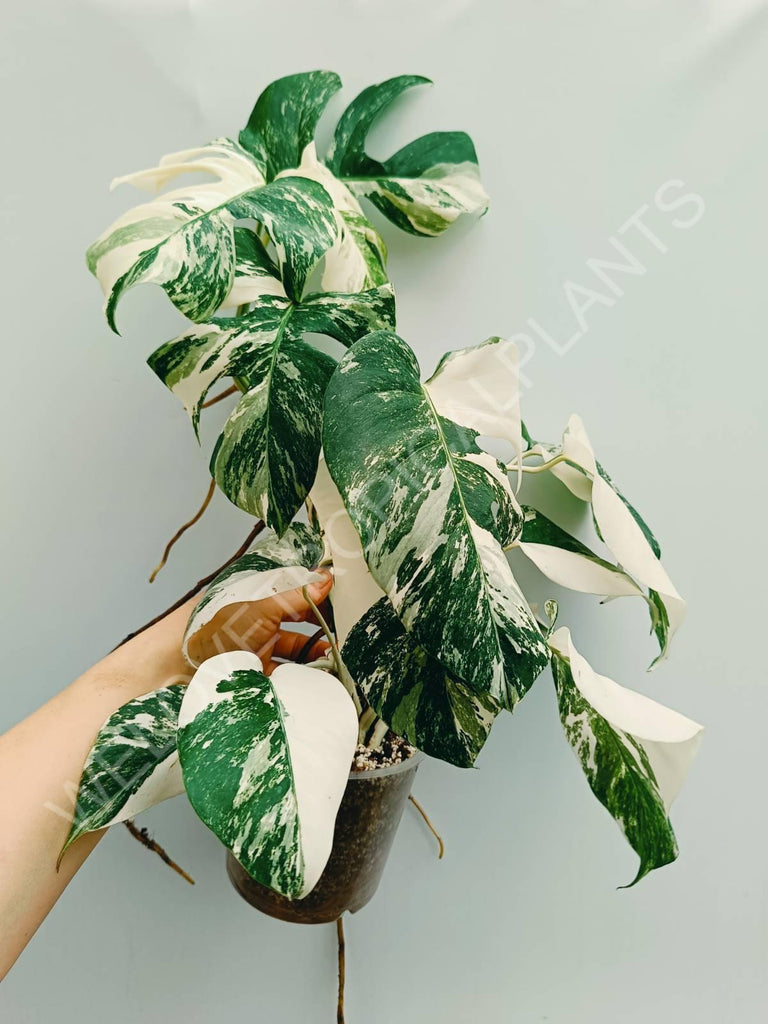 Monstera variegata albo